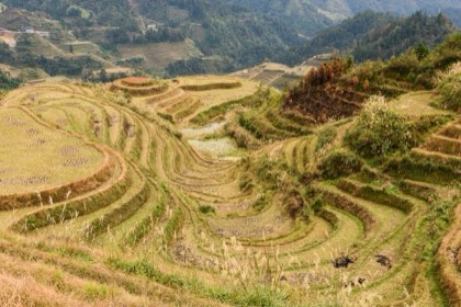 Longji Rice Terraces — photograph 3