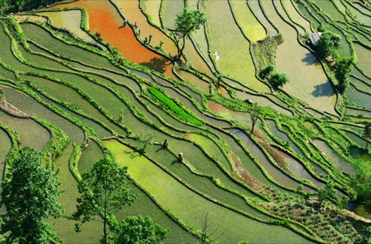 Yuanyang Rice Terraces — photograph 1