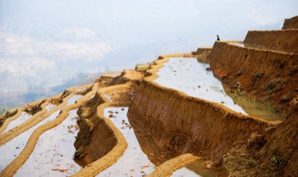 Yuanyang Rice Terraces — photograph 2